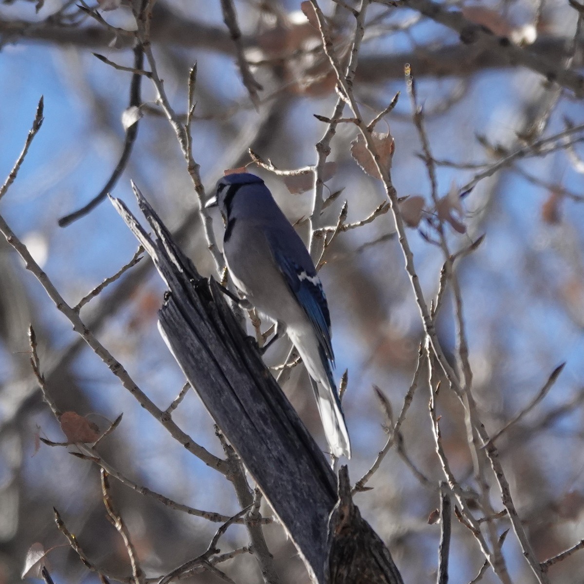 Blue Jay - ML646486045