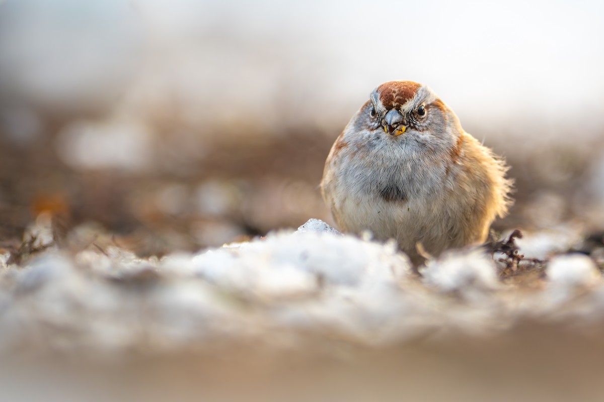 American Tree Sparrow - ML646486047