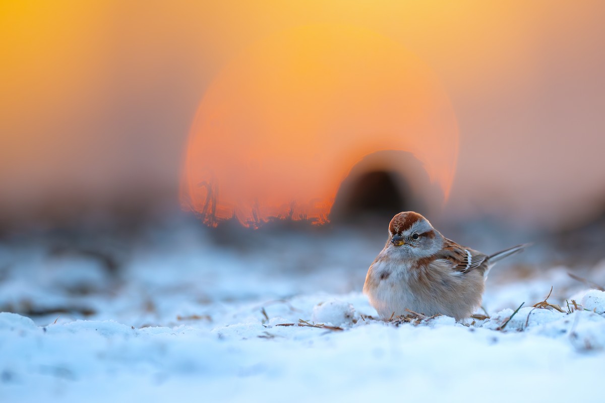 American Tree Sparrow - ML646486048