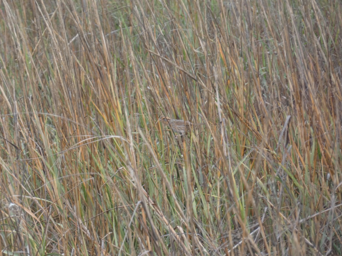 Nelson's Sparrow - ML646486050