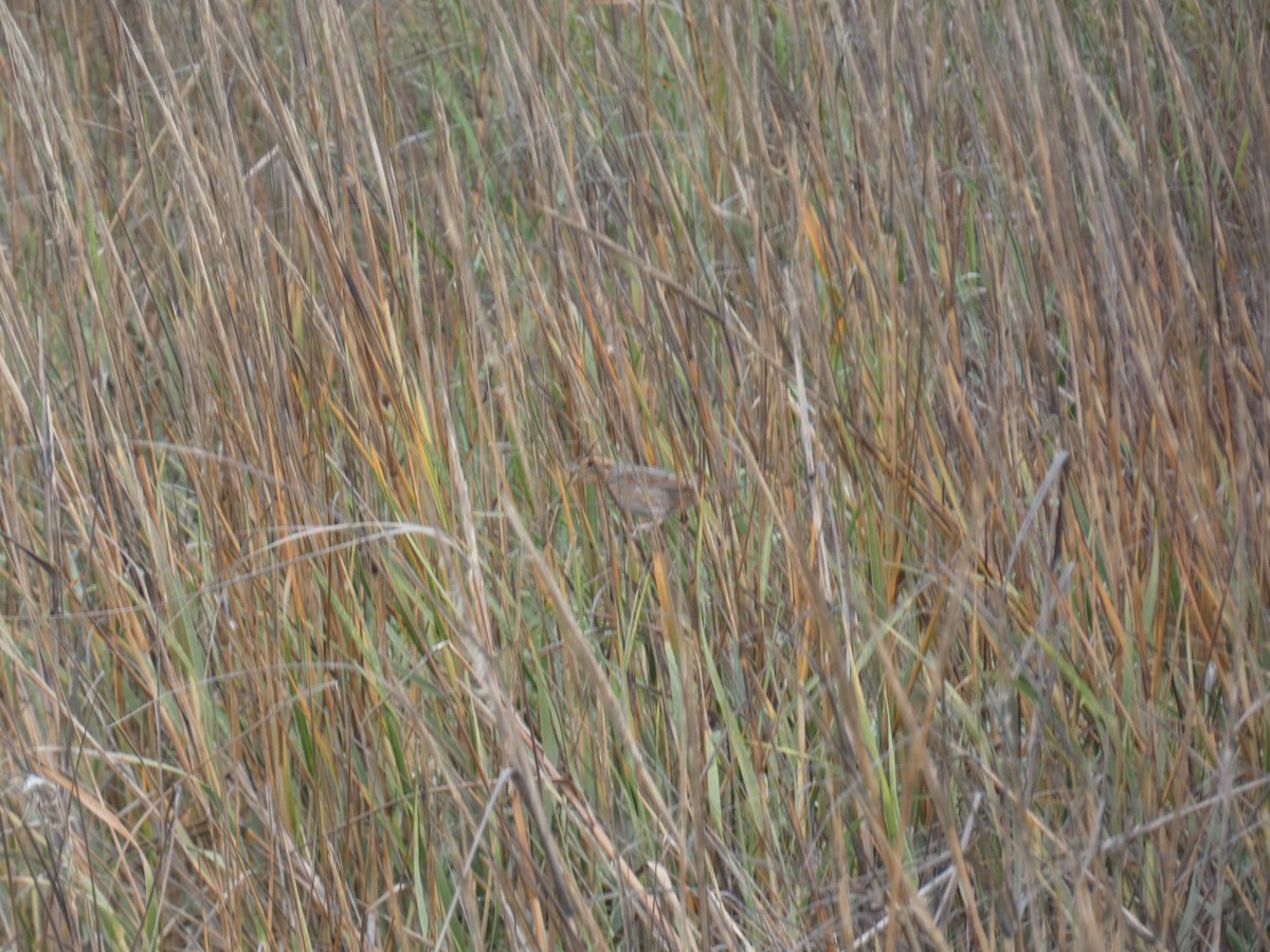 Nelson's Sparrow - ML646486051