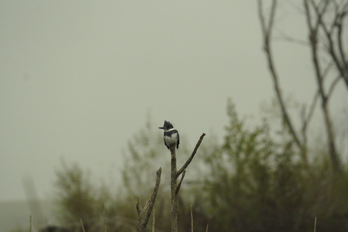 Belted Kingfisher - ML646486052