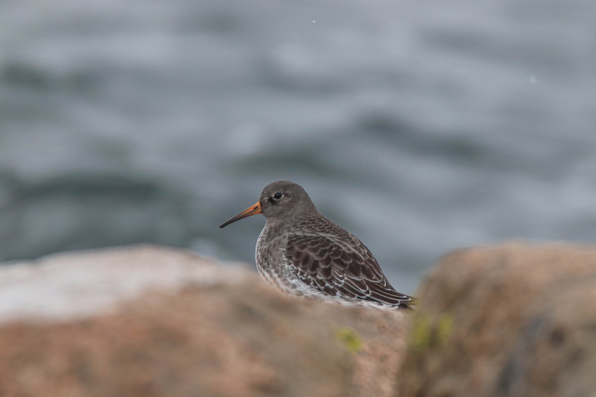 Mor Kumkuşu - ML646486053