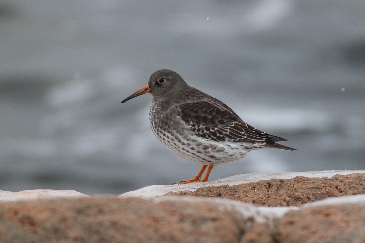 Mor Kumkuşu - ML646486054