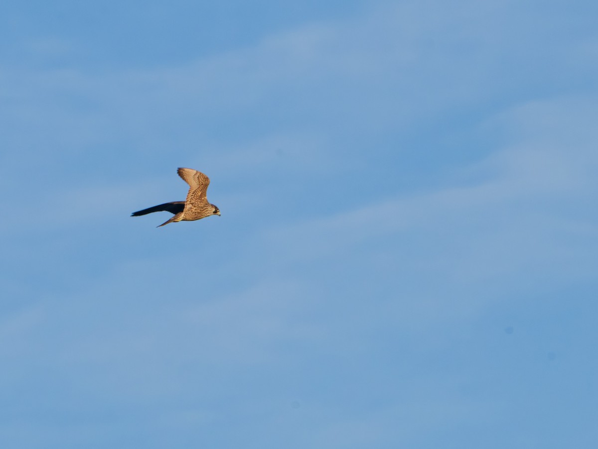 sokol stěhovavý - ML646486056