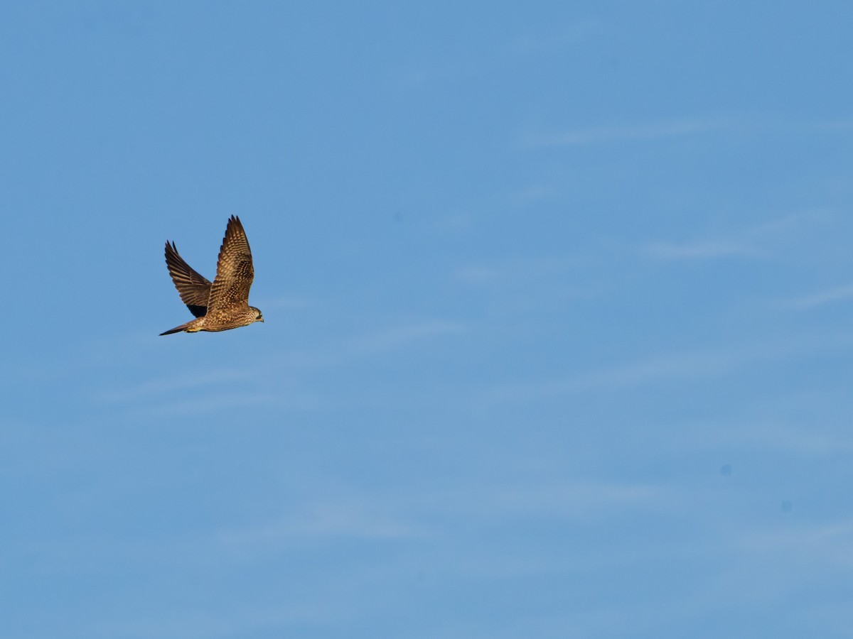 sokol stěhovavý - ML646486057