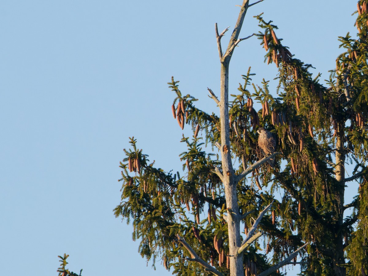 sokol stěhovavý - ML646486058