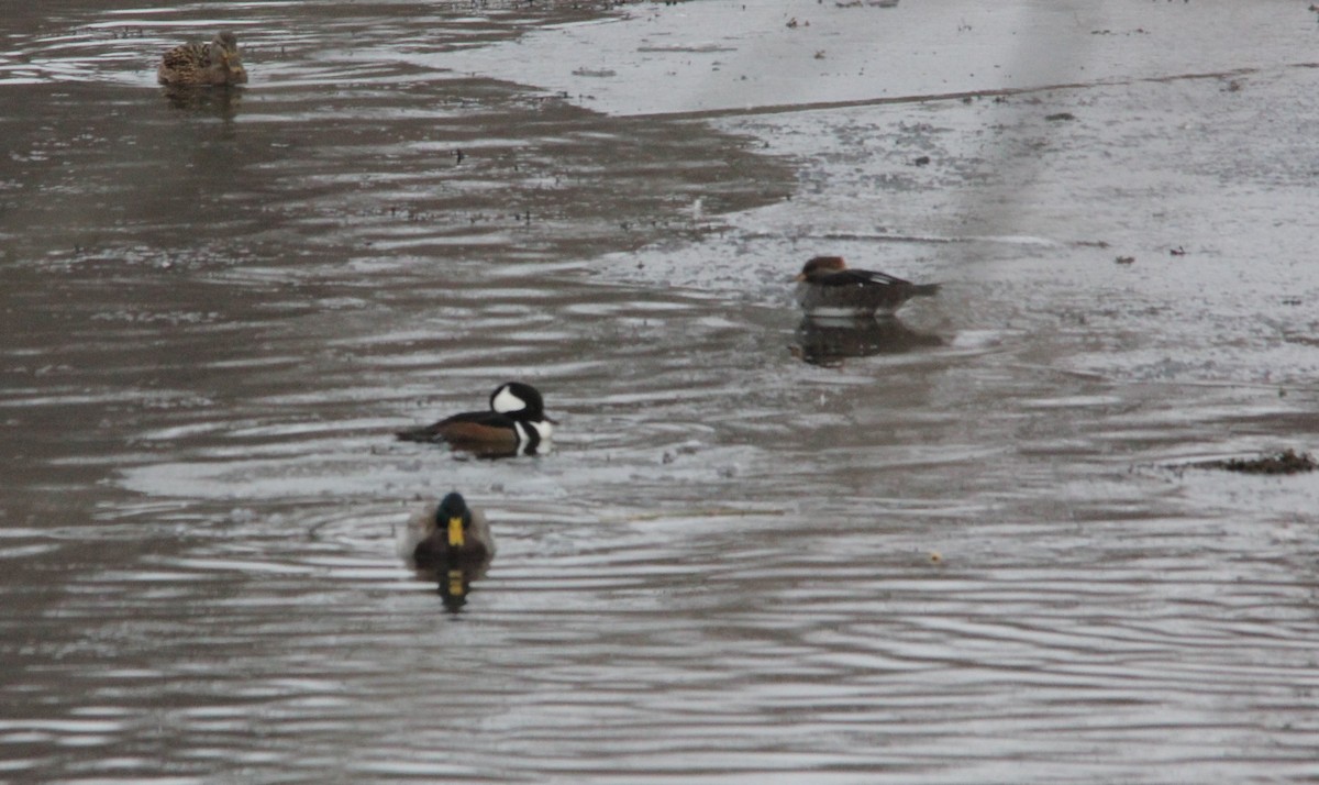 Hooded Merganser - ML646486059