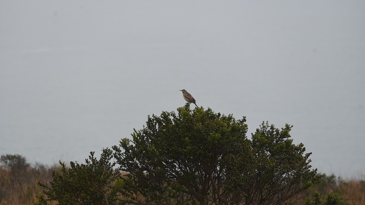 Western Meadowlark - ML646486061