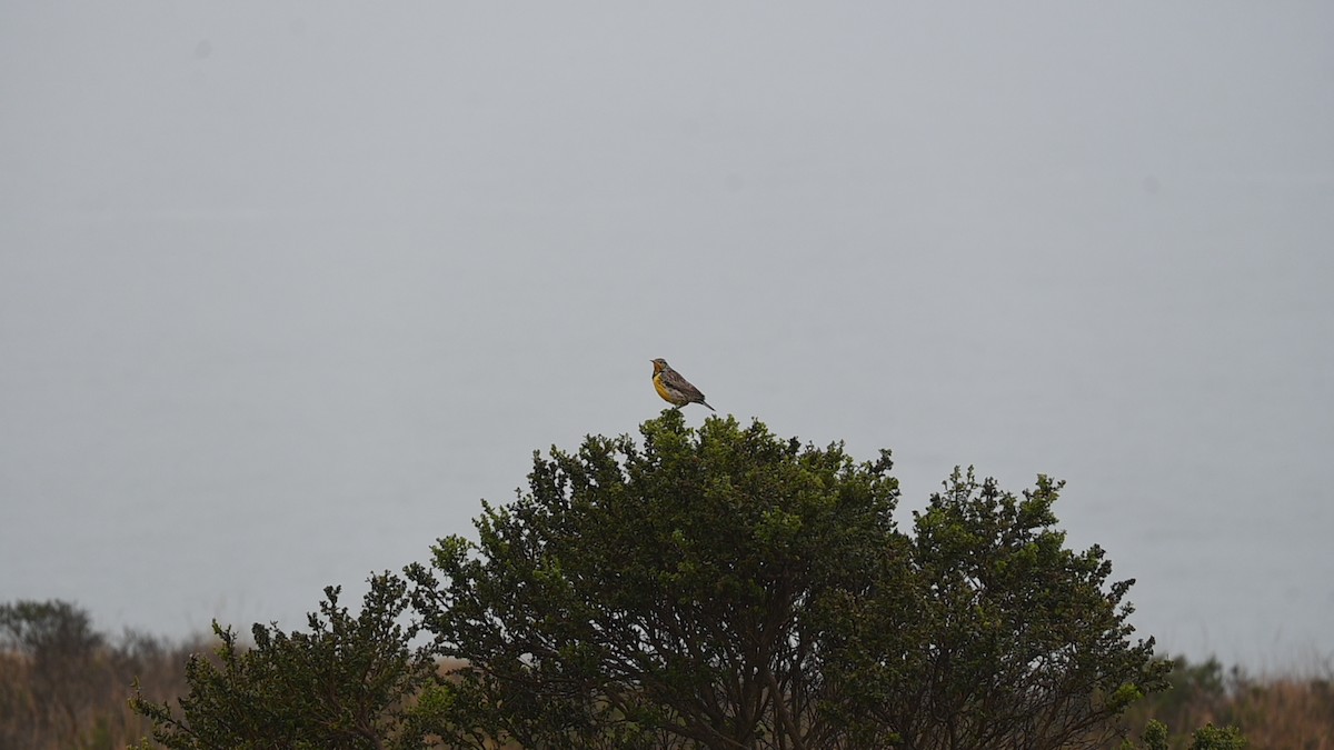Western Meadowlark - ML646486062