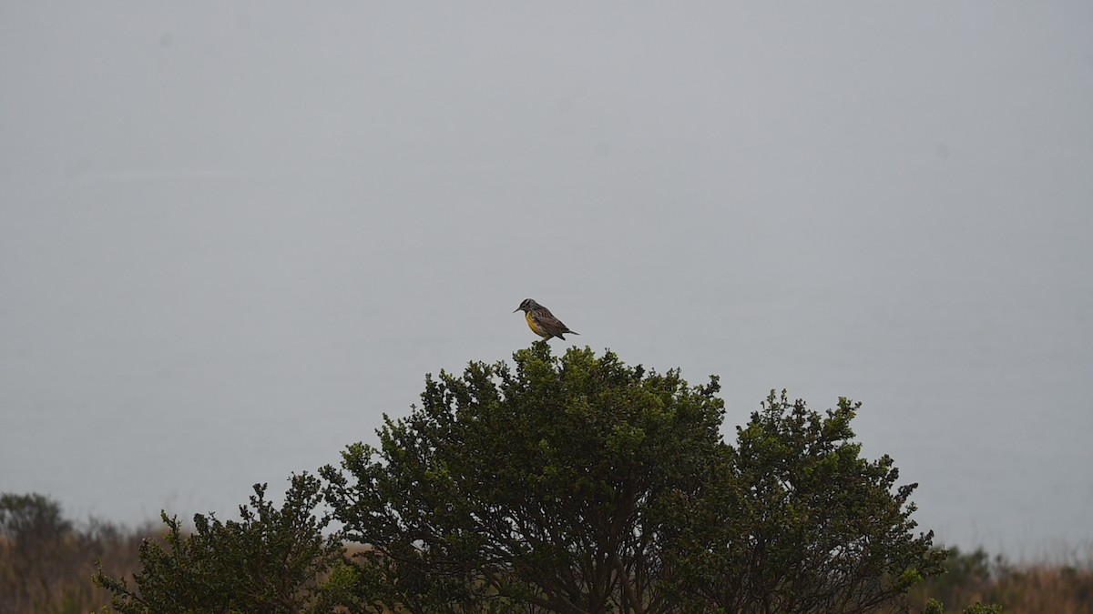 Western Meadowlark - ML646486063