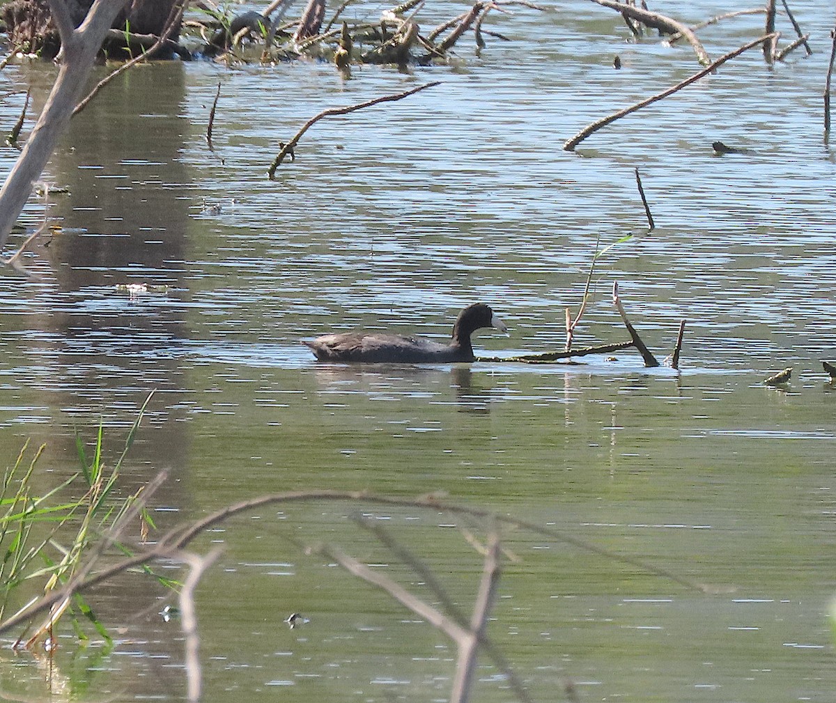 American Coot - ML646486066