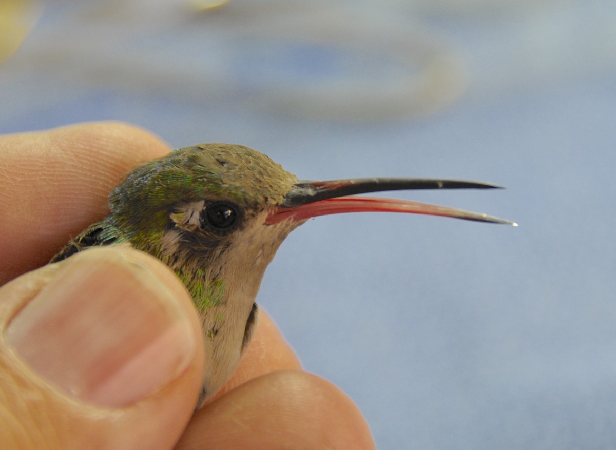 Broad-billed Hummingbird - ML646486068