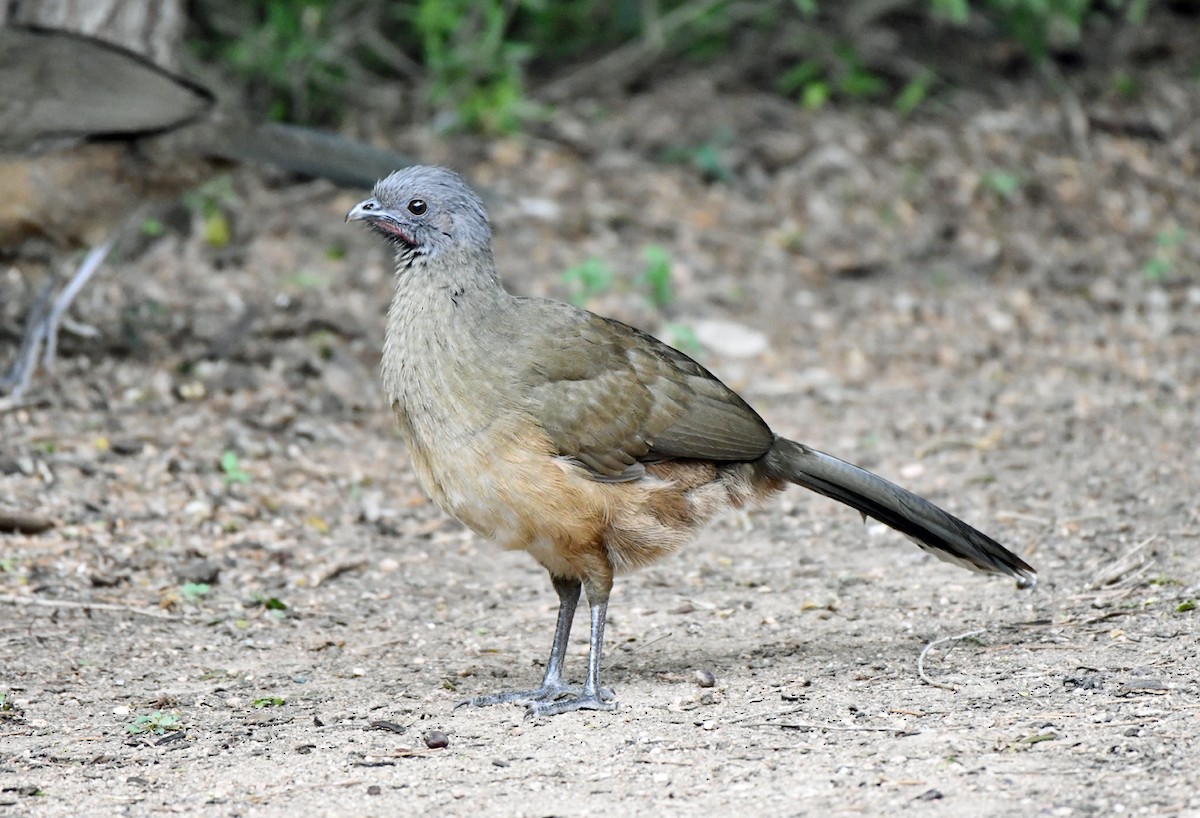 kratthokko - ML646486069