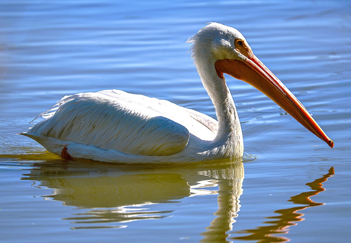 American White Pelican - ML646486070