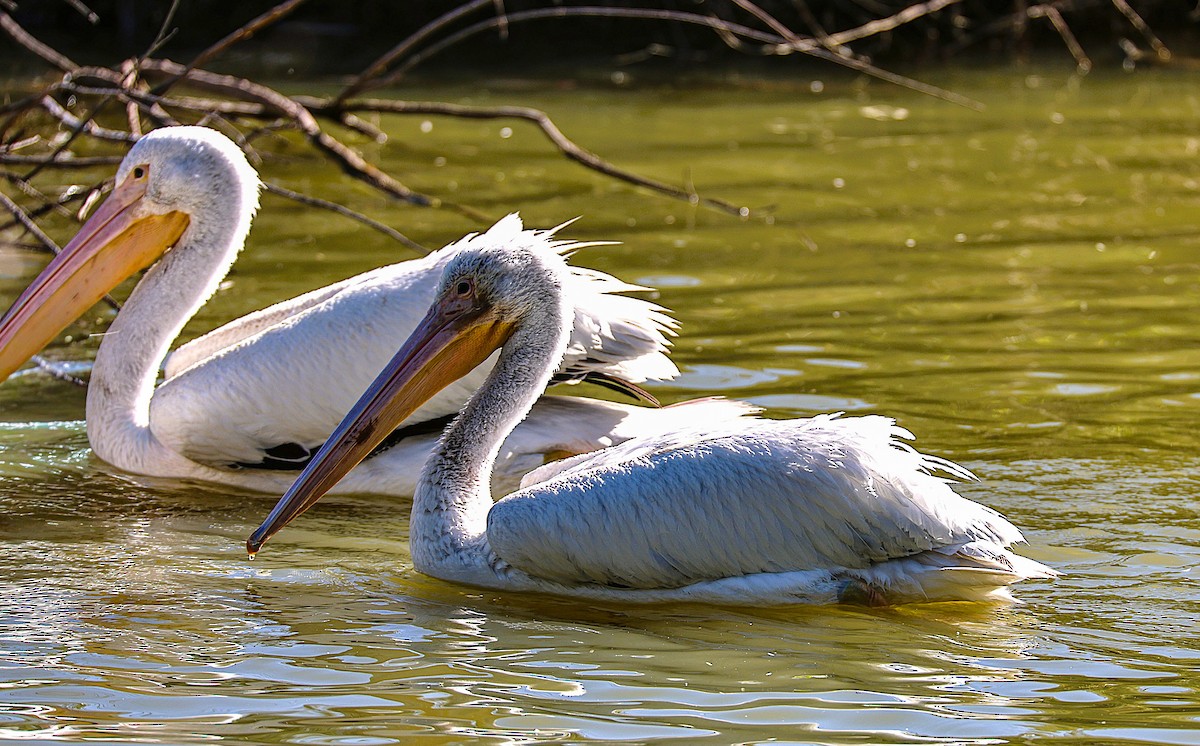 American White Pelican - ML646486071