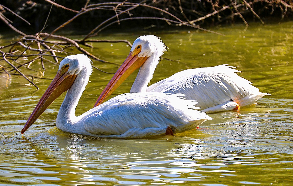 American White Pelican - ML646486072
