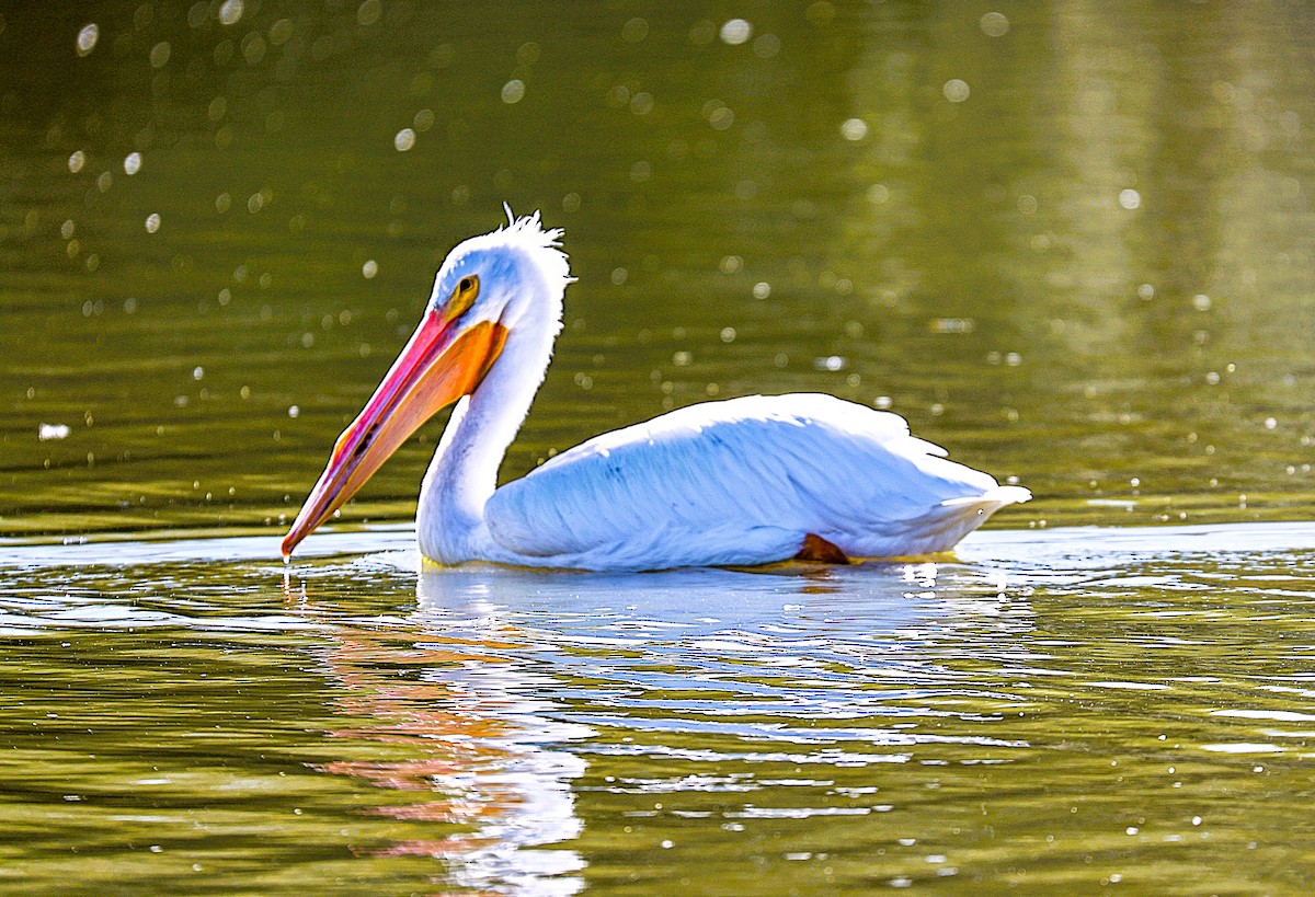 American White Pelican - ML646486073