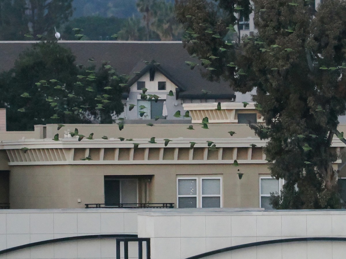 Red-crowned Amazon - ML646486074