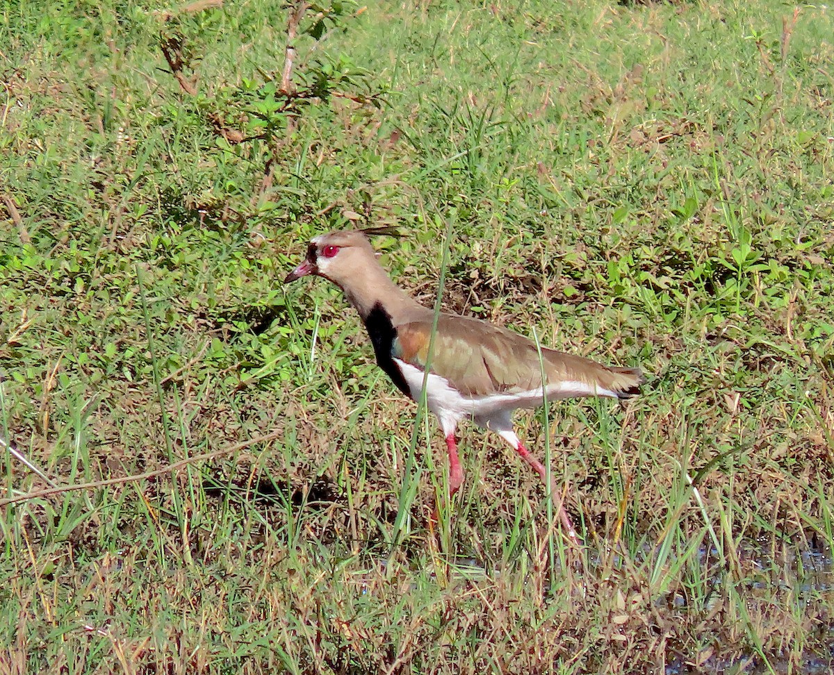 Southern Lapwing - ML646486075