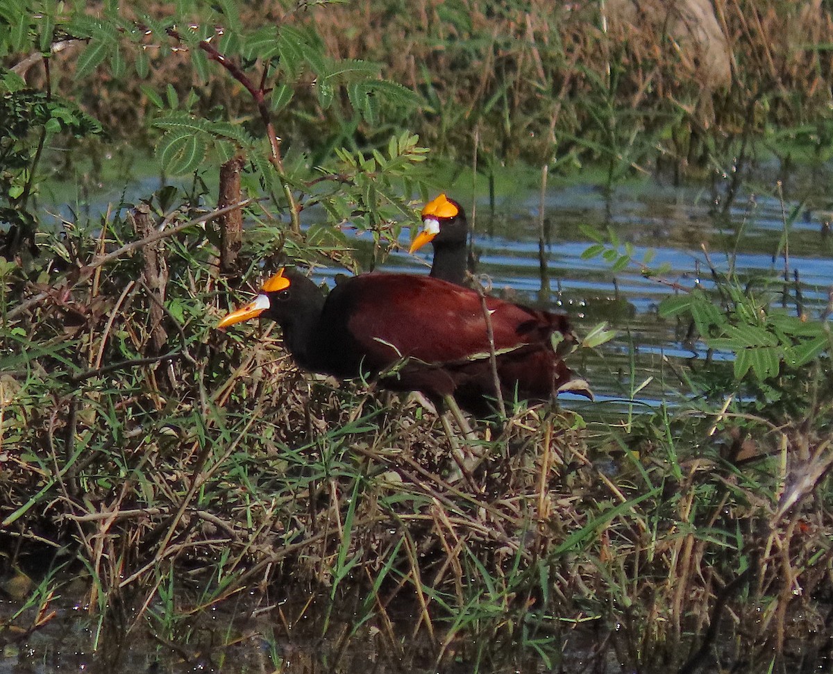 Northern Jacana - ML646486083