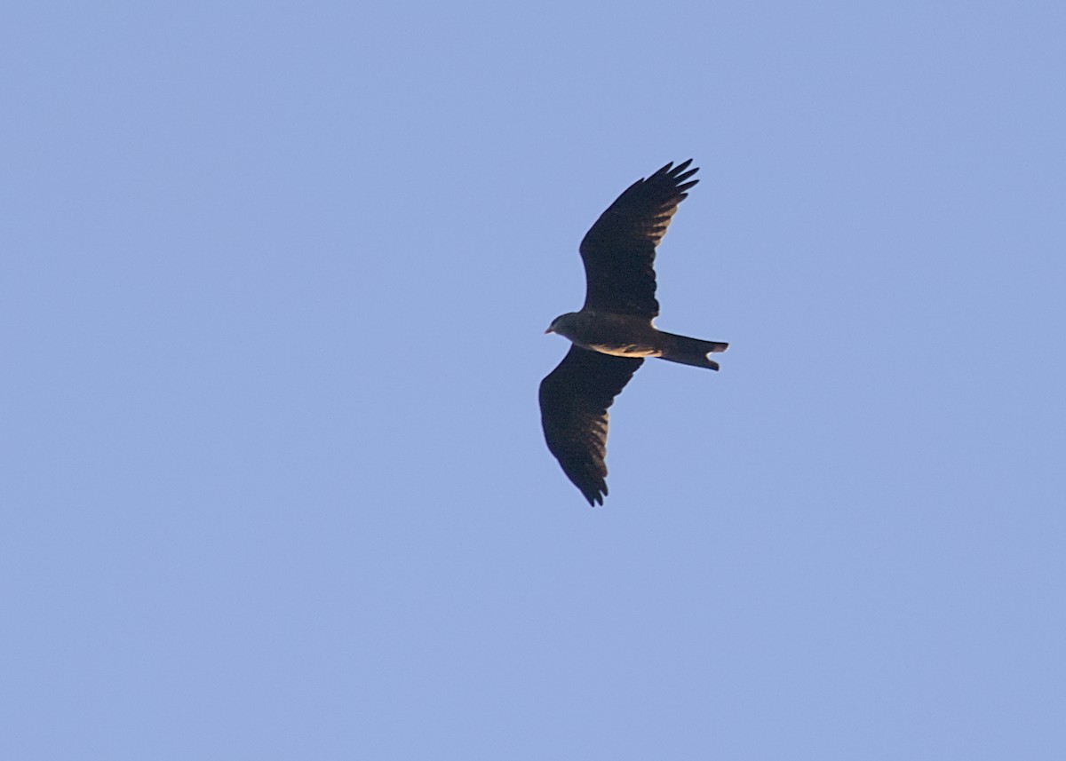 Black Kite - ML646486084