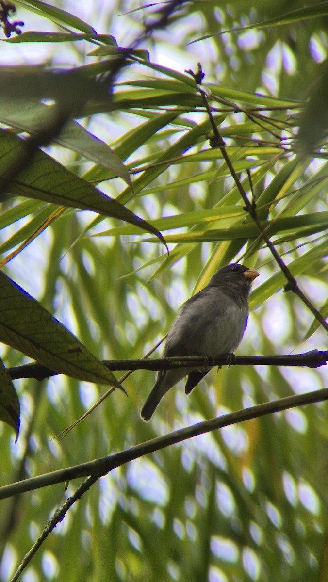 Schieferspelzer - ML646486087