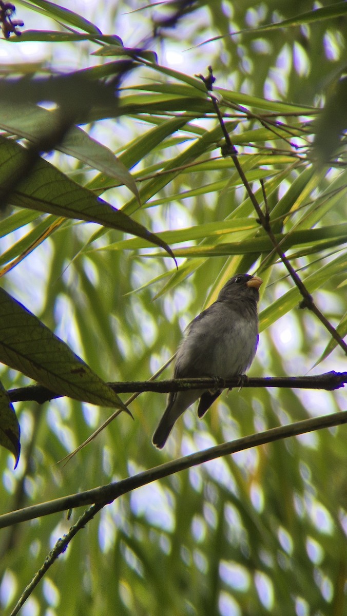 Schieferspelzer - ML646486088