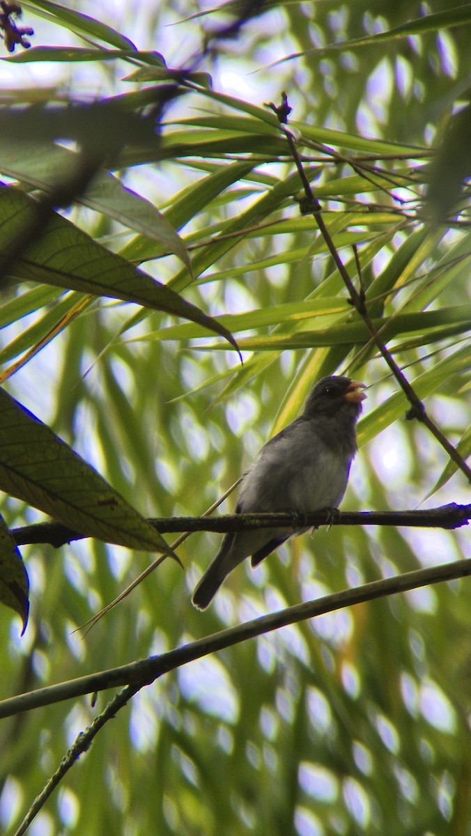 Schieferspelzer - ML646486089