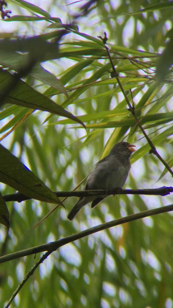 Schieferspelzer - ML646486090