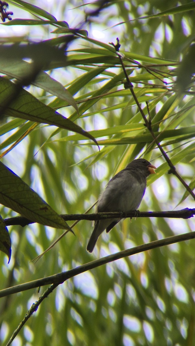 Schieferspelzer - ML646486091