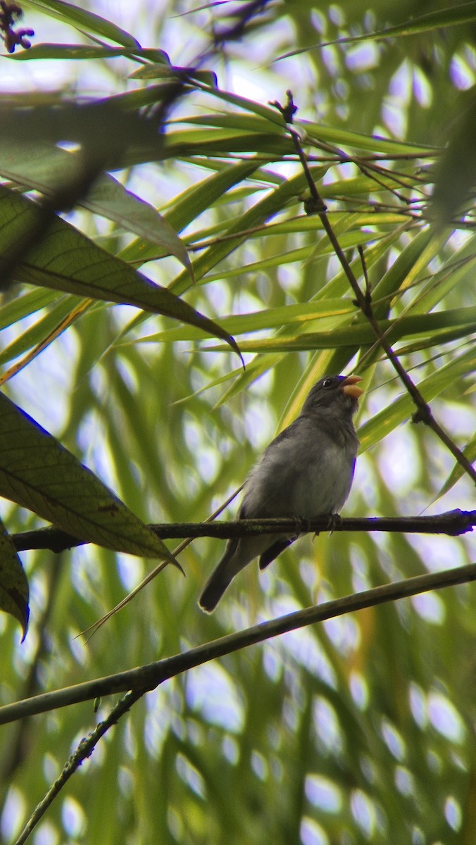 Schieferspelzer - ML646486092