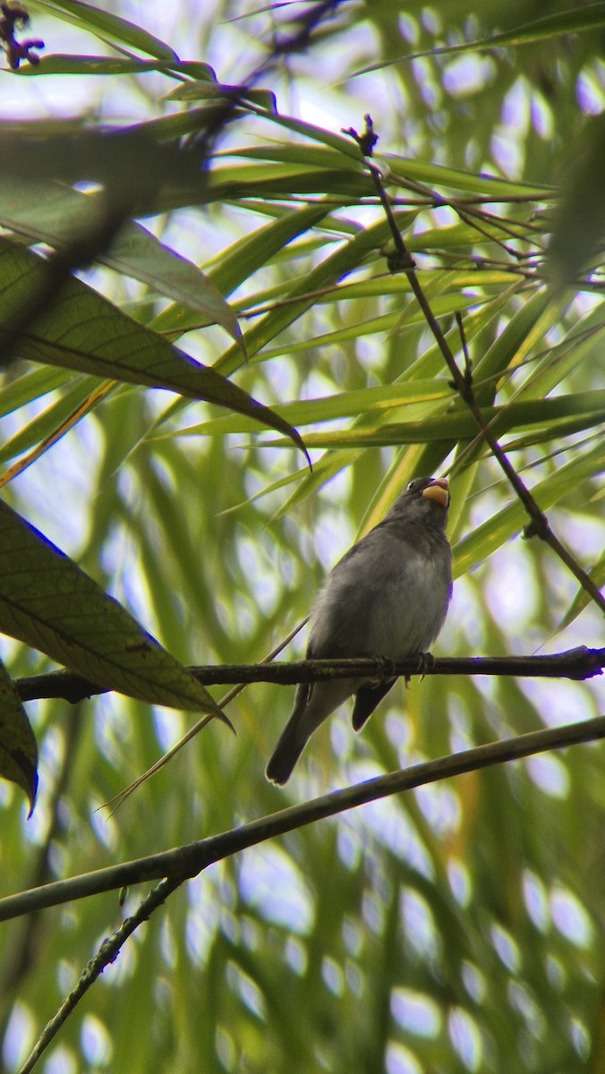 Schieferspelzer - ML646486093