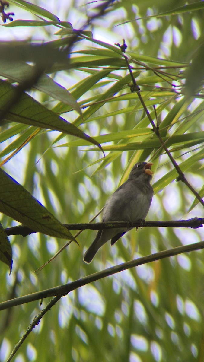 Schieferspelzer - ML646486094