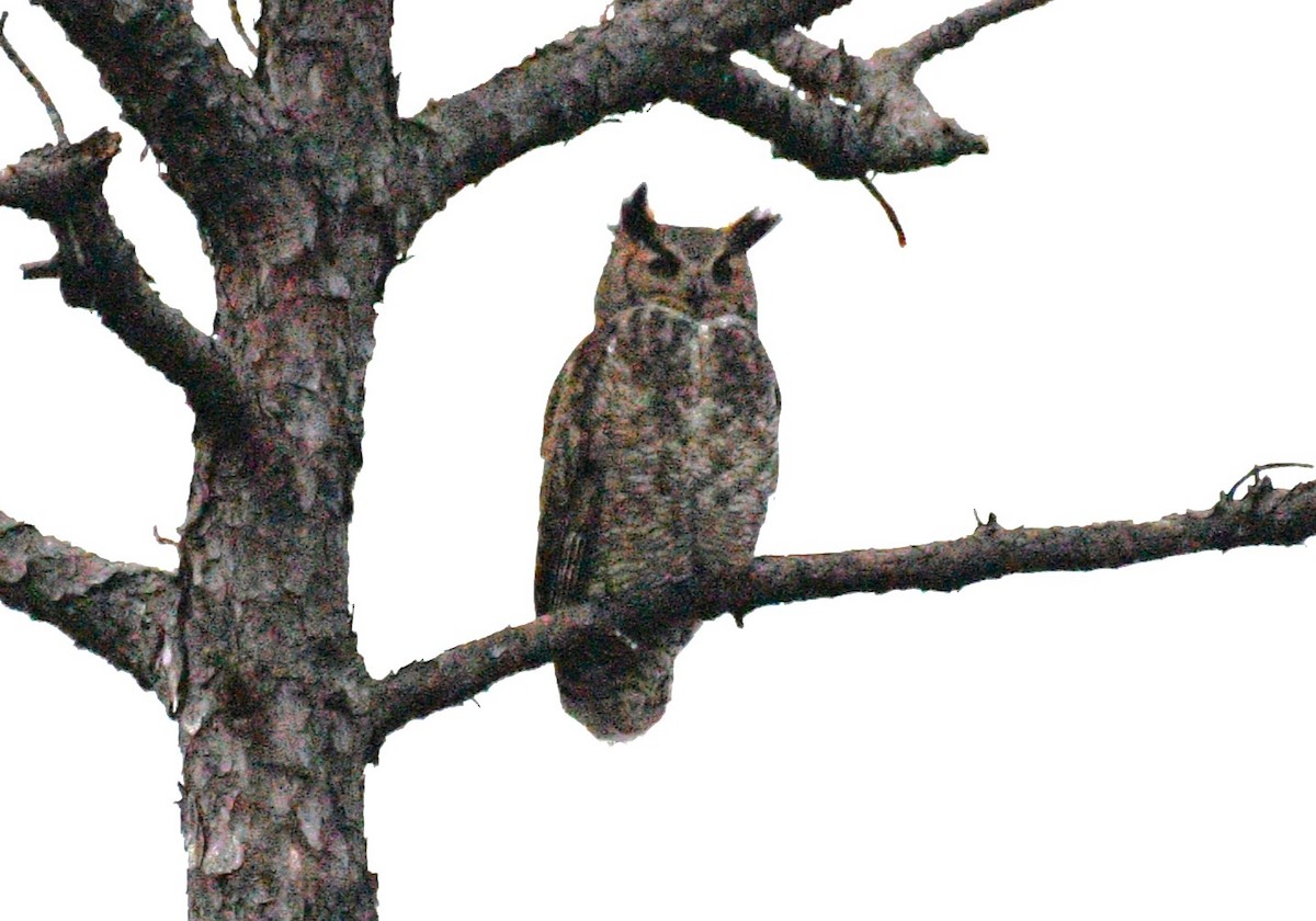 Great Horned Owl - ML646486101