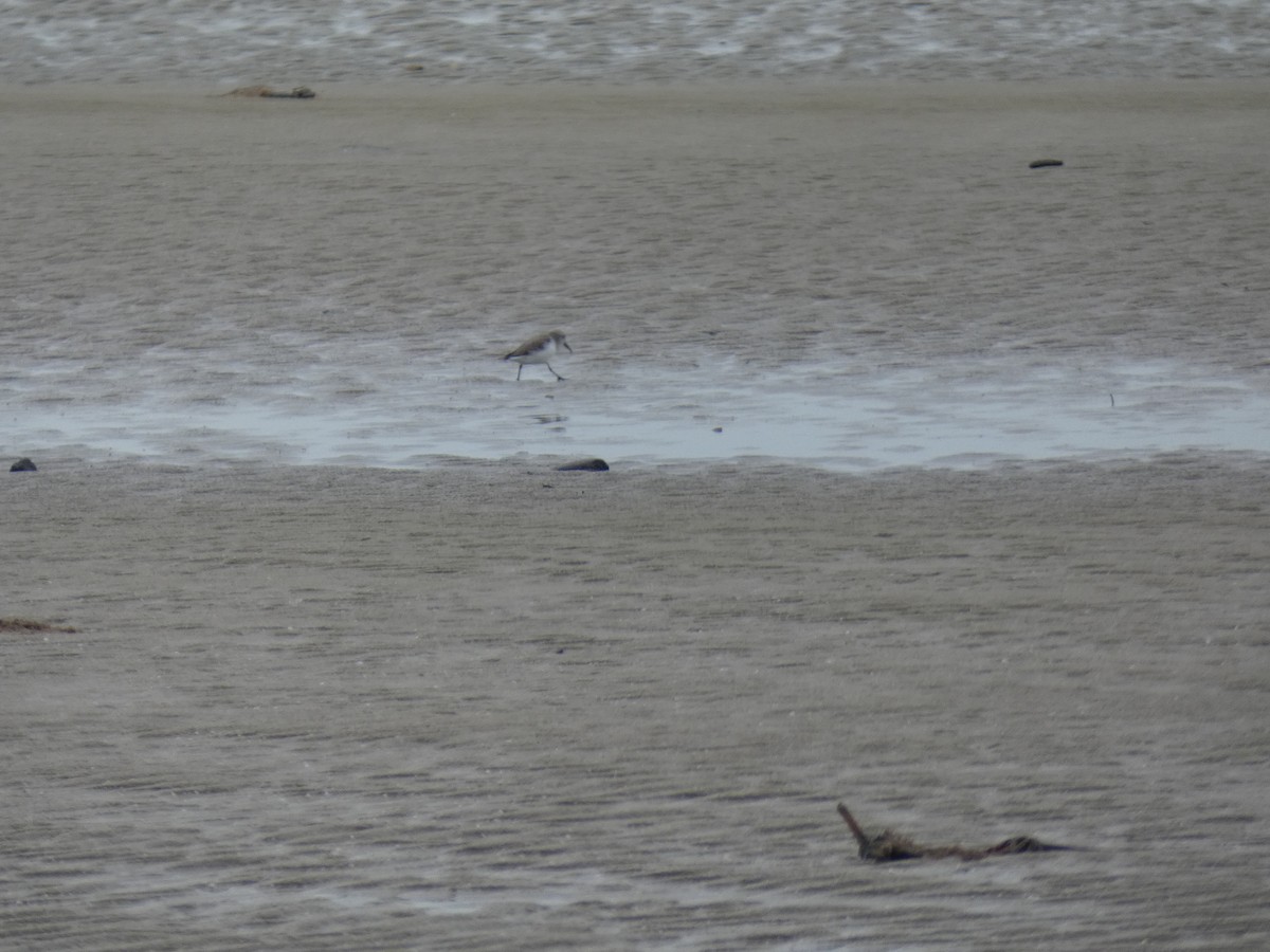 Western Sandpiper - ML646486102