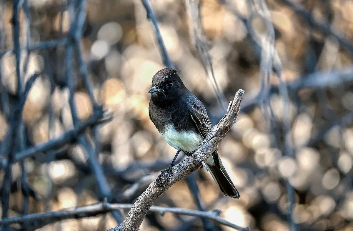 Black Phoebe - ML646486105