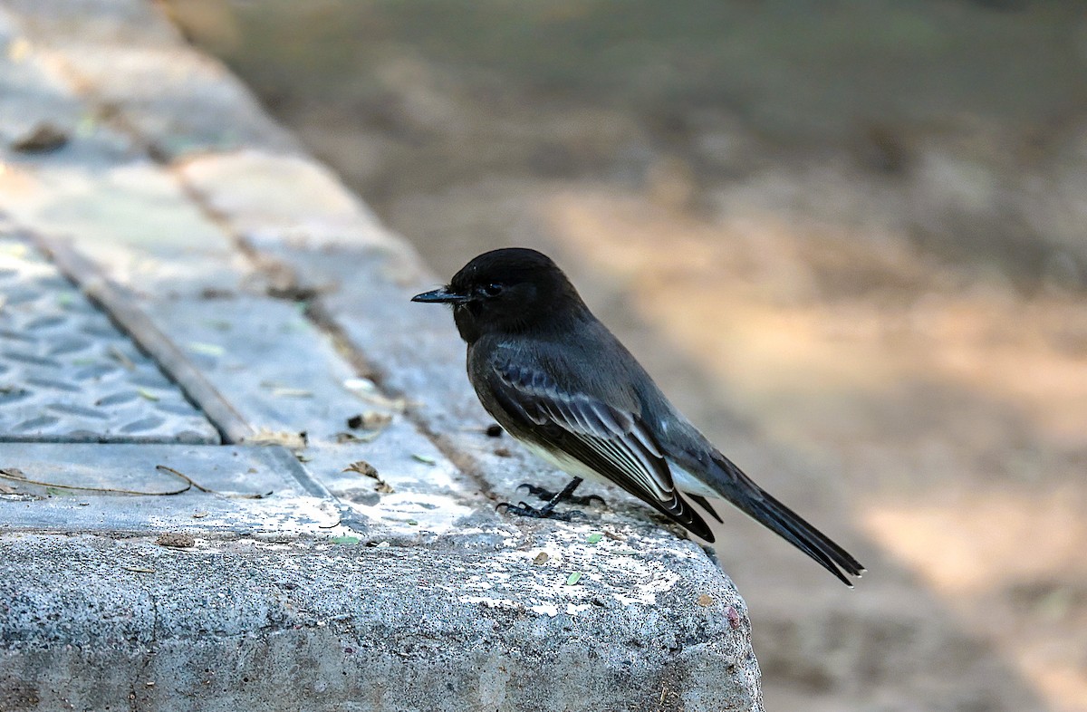 Black Phoebe - ML646486106