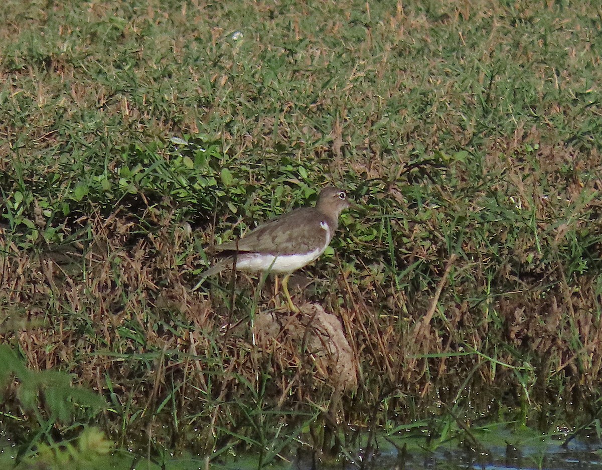 Spotted Sandpiper - ML646486107