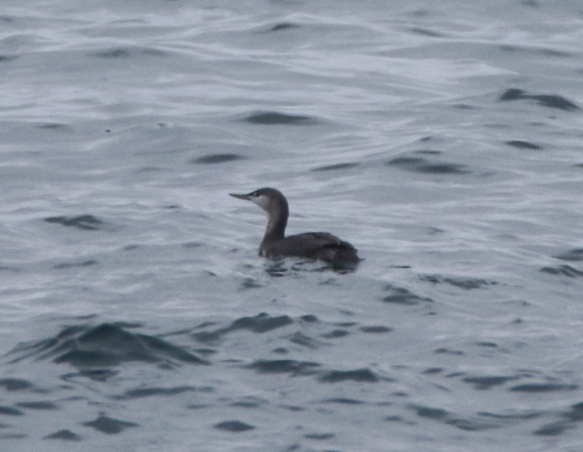 Kızıl Gerdanlı Dalgıç - ML646486108