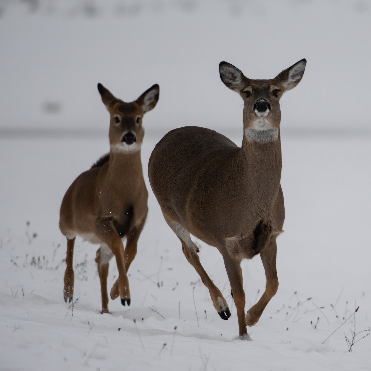 White-tailed Deer - ML646486111