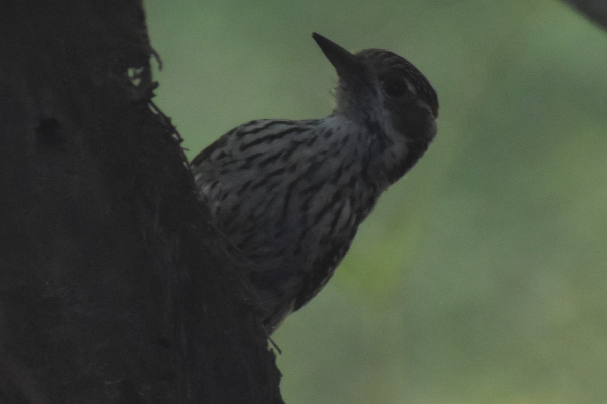 Полосатохвостый дятел - ML646486112