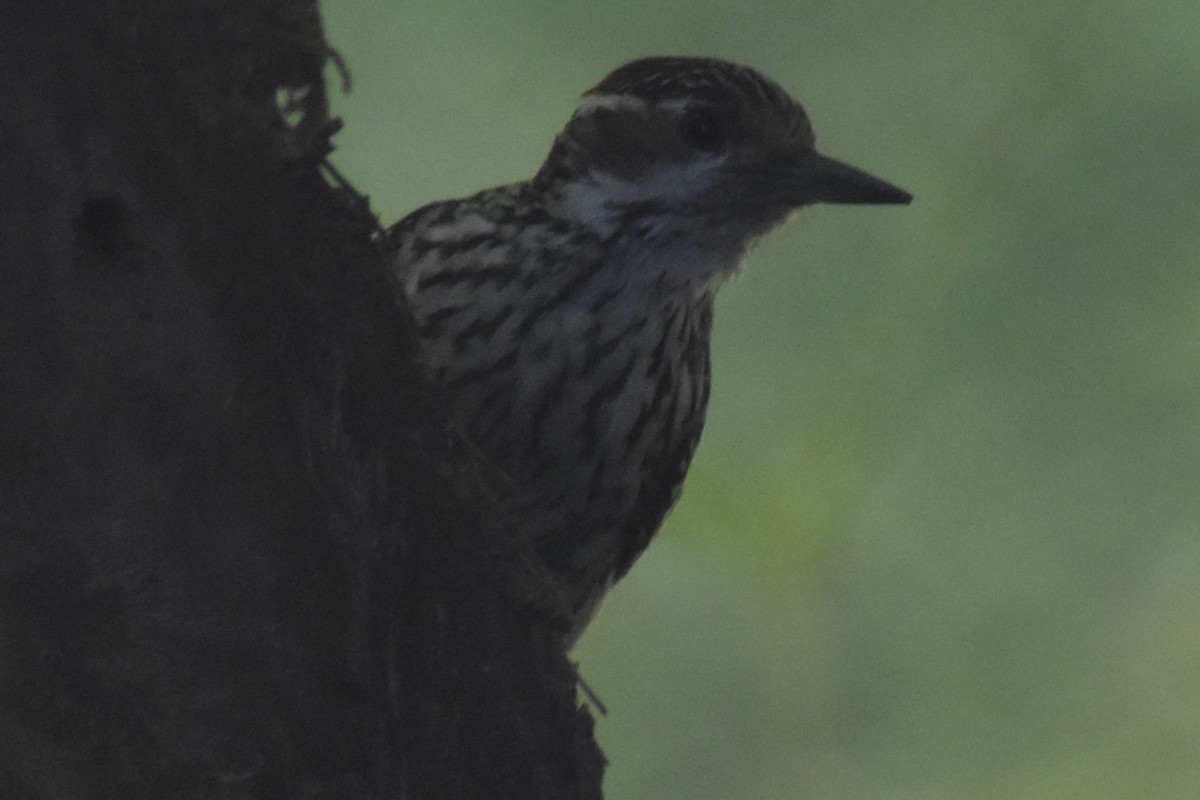 Полосатохвостый дятел - ML646486113