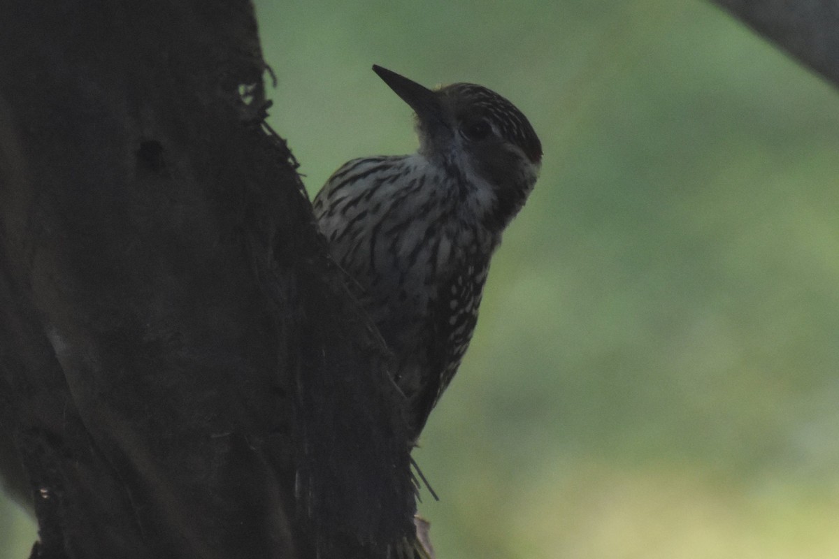 Полосатохвостый дятел - ML646486114