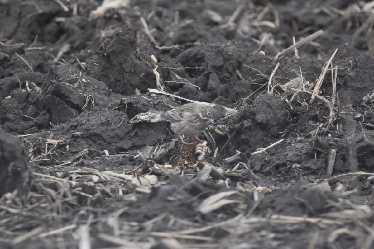 Vesper Sparrow - ML646486119