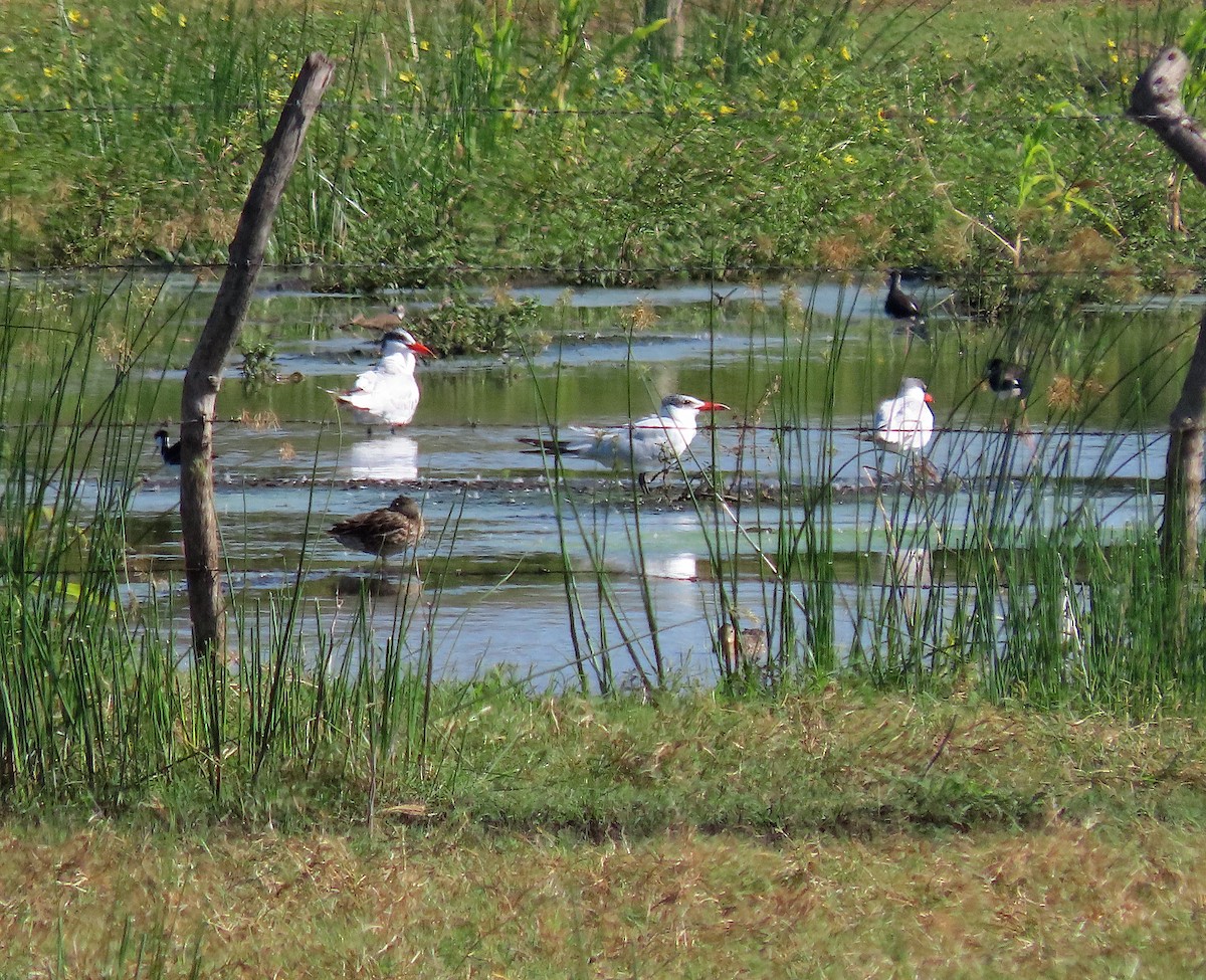 Caspian Tern - ML646486120
