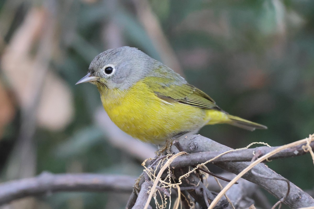 ズアカアメリカムシクイ - ML646486121