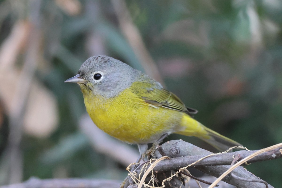 ズアカアメリカムシクイ - ML646486122