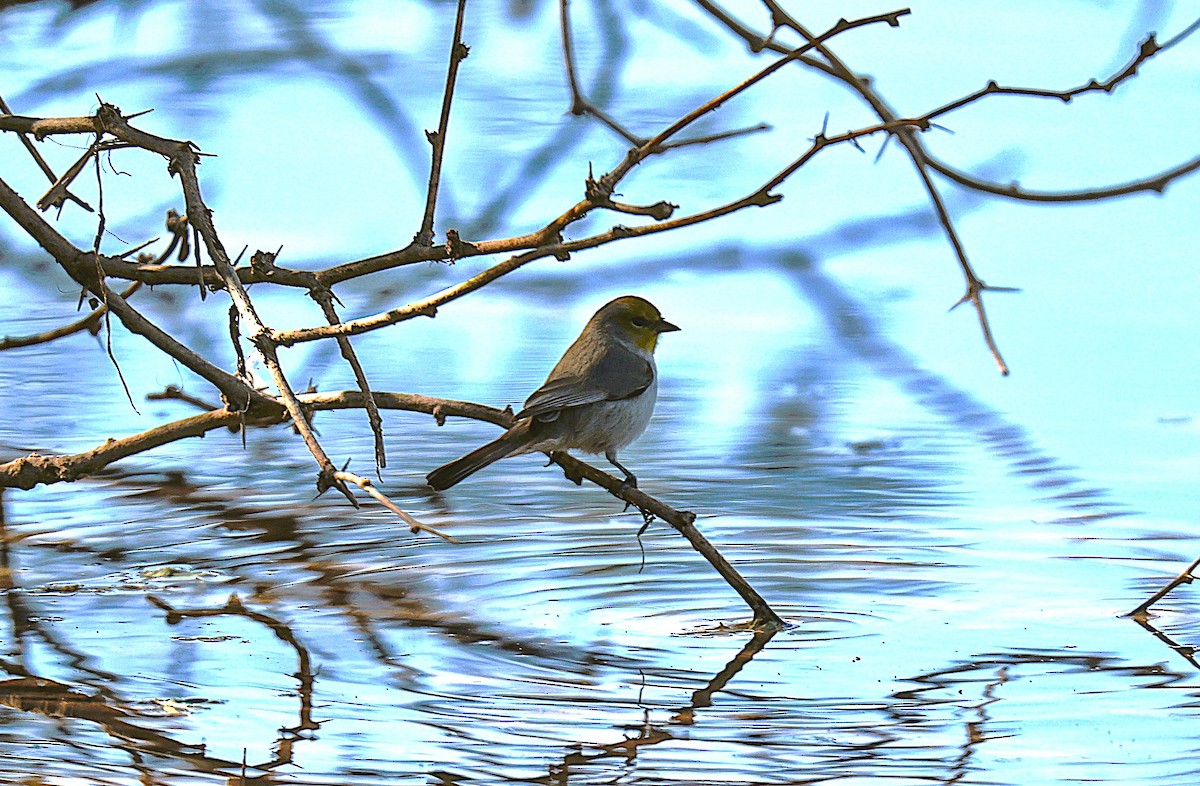 Verdin - ML646486123