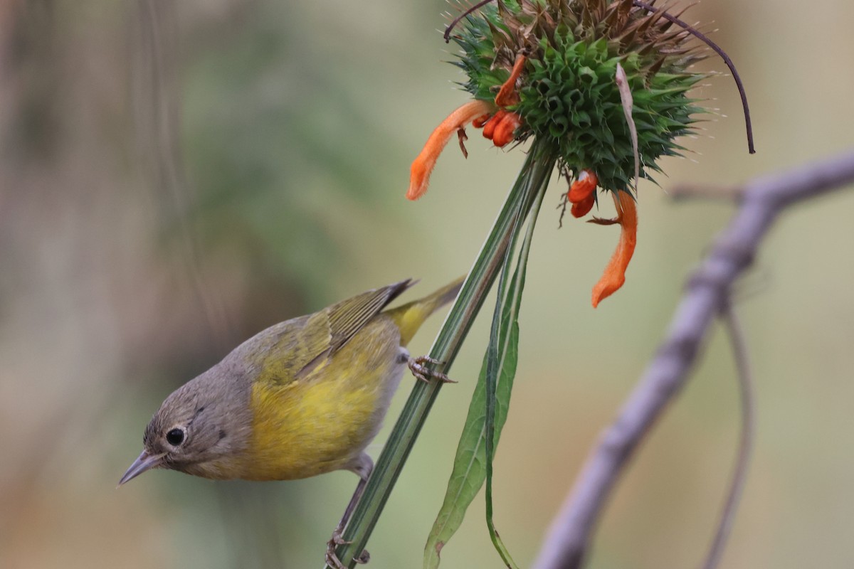 ズアカアメリカムシクイ - ML646486124